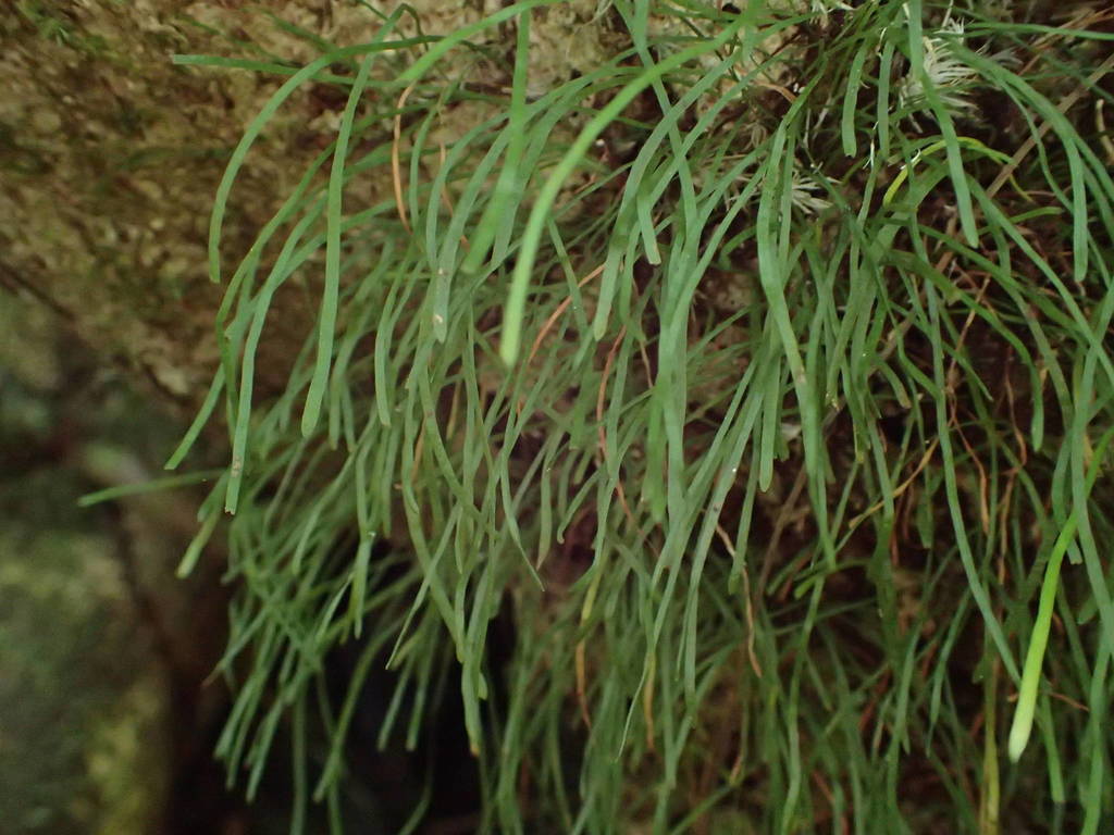 Haplopteris graminea