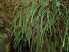 Haplopteris graminea