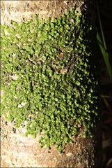 Frullania clavata