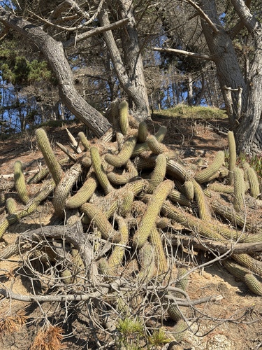 Leucostele litoralis, photograph 3