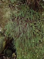 Haplopteris graminea