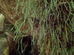 Haplopteris graminea