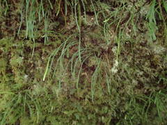 Haplopteris graminea