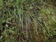 Haplopteris graminea