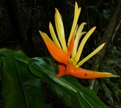 Heliconia aurantiaca