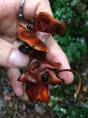 Pararchidendron pruinosum