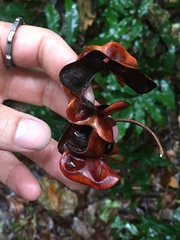 Pararchidendron pruinosum