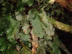 Didymoglossum cuspidatum