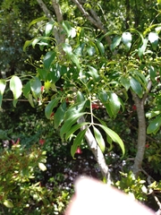 Euonymus carnosus, photograph (c) Rick Chou, some rights reserved (CC BY)