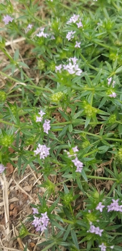 Field madder