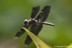 Rhyothemis obsolescens