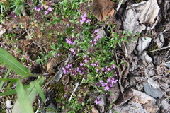 Thymus reverdattoanus
