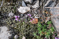 Thymus reverdattoanus