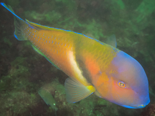 Azurio tuskfish (Choerodon azurio) — Labridae