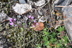 Thymus reverdattoanus