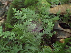 Trichomanes bipunctatum