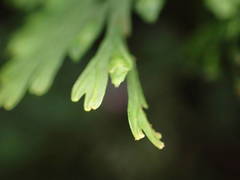 Trichomanes bipunctatum