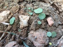 Umbilicus intermedius