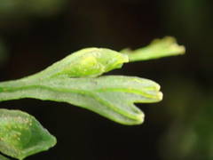 Trichomanes bipunctatum