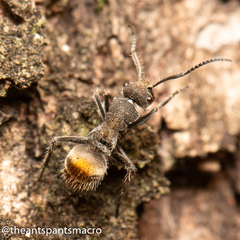 Polyrhachis vermiculosa