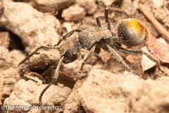 Polyrhachis vermiculosa