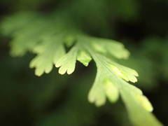 Trichomanes bipunctatum