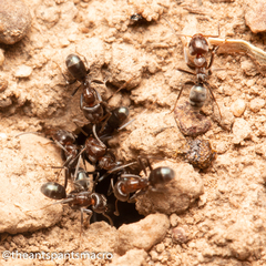 Iridomyrmex rufoniger