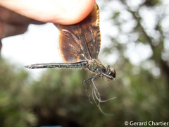 Rhyothemis obsolescens