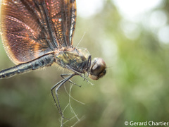 Rhyothemis obsolescens
