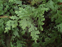 Trichomanes bipunctatum