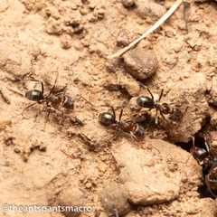 Iridomyrmex rufoniger