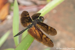 Rhyothemis obsolescens