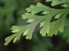 Trichomanes bipunctatum