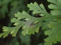 Trichomanes bipunctatum