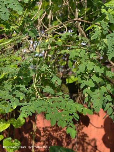 Moringa tree