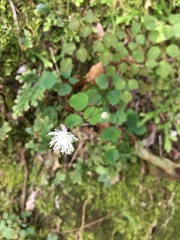 Thalictrum urbainii