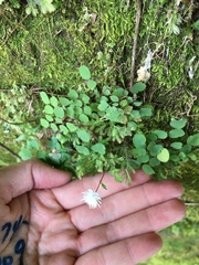 Thalictrum urbainii