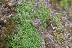Thymus reverdattoanus