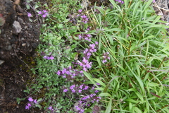 Thymus reverdattoanus
