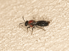 Callomelitta picta