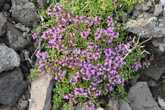 Thymus reverdattoanus