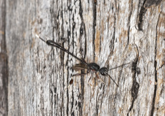 Gasteruption brachyurum