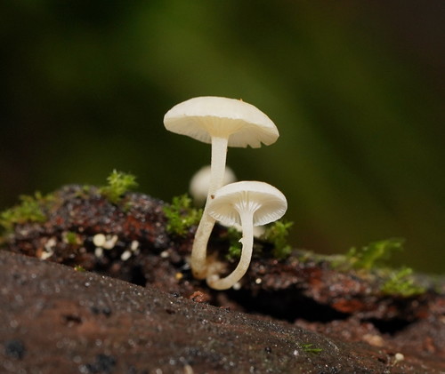 Milky Bonnet