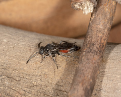 Ephutomorpha lateralis