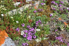 Thymus reverdattoanus