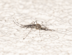 Aedes camptorhynchus