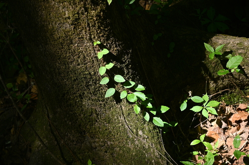 Hydrangea barbara, photograph 5