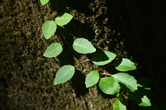 Hydrangea barbara, photograph Grace Merkert, CC BY, iNaturalist via GBIF