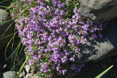 Thymus reverdattoanus