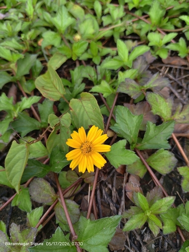 Trailing Daisy